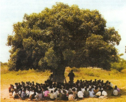 Arbre à palabres